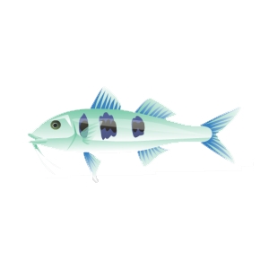 Spotted Blue Goatfish